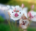 Butomus umbellatus (flowering rush)