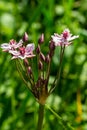 Butomus umbellatus, Flowering Rush. Wild plant shot in summer