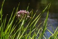 Butomus umbellatus, Flowering Rush. Wild plant shot in summer