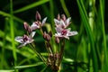 Butomus umbellatus, Flowering Rush. Wild plant shot in summer