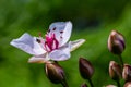 Butomus umbellatus, Flowering Rush. Wild plant shot in summer