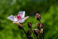 Butomus umbellatus, Flowering Rush. Wild plant shot in summer