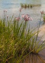 Butomus umbellatus flowers on a background of water and grass Royalty Free Stock Photo