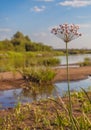 Butomus umbellatus flowers on a background of water and grass