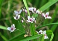 Butomus umbellatus grows on the shore of the reservoir Royalty Free Stock Photo