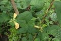 Buton, Indonesia. Long bean flower in the garden