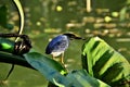 A beautiful Butorides striata bird perched on the branch of typhonodorum lindleyanum by the lake Royalty Free Stock Photo