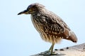 Butorides striatus profile at the lakeside