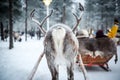 of a reindeer pulling a sled