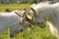 Butted goats. Royalty Free Stock Photo