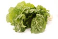 Butter or Boston Bibb Lettuce Royalty Free Stock Photo