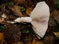 Gymnopus ocior mushroom on an old stump, closeup. The Butter Cap Rhodocollybia butyracea is an edible mushroom , stacked macro Royalty Free Stock Photo