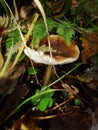 Gymnopus ocior mushroom on an old stump, closeup. The Butter Cap Rhodocollybia butyracea is an edible mushroom , stacked macro Royalty Free Stock Photo