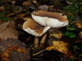 Gymnopus ocior mushroom on an old stump, closeup. The Butter Cap Rhodocollybia butyracea is an edible mushroom , stacked macro Royalty Free Stock Photo
