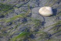 Butter Clam, Pacific Northwest Royalty Free Stock Photo