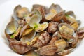 Butter clams Royalty Free Stock Photo