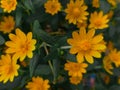 Butter daisies. Melampodium paludosum is a charming relative of the popular aster.