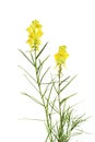 Butter and egg toadflax flowers (Linaria vulgaris) Royalty Free Stock Photo