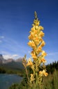 Butter and Eggs Flower in the Rockies Royalty Free Stock Photo