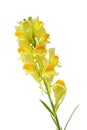 Butter and Eggs Linaria Vulgaris Flower Royalty Free Stock Photo