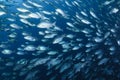 Butter fish bait ball in sea of japan Royalty Free Stock Photo