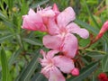 Butter flower is a flower that will bloom throughout the year