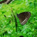 Butter fly beauty odisha image Royalty Free Stock Photo