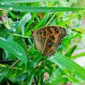 Butter fly odisha country image