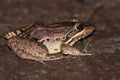 Butter frog Leptodactylus latrans isolated on land at night