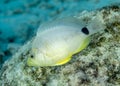 Butter Hamlet swimming over a coral reef - Bonaire