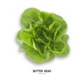 BUTTER HEAD leaf salad isolated on white background.