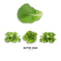 BUTTER HEAD leaf salad isolated on white background.