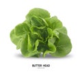 BUTTER HEAD leaf salad isolated on white background.