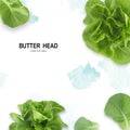 BUTTER HEAD leaf salad isolated on white background.