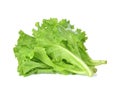 butter head lettuce,Crisp Head,Iceberg isolated on white background Royalty Free Stock Photo