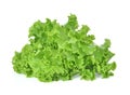 Butter head lettuce,Crisp Head,Iceberg isolated on white backgro Royalty Free Stock Photo