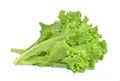 butter head lettuce,Crisp Head,Iceberg isolated on white background Royalty Free Stock Photo