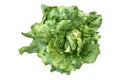 Butter head lettuce vegetable for salad isolated on white Royalty Free Stock Photo