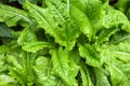 Butter Lettuce Background Royalty Free Stock Photo