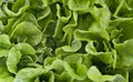 Butter lettuce background Royalty Free Stock Photo