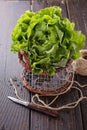 Butter lettuce in a metal basket over rustic background Royalty Free Stock Photo