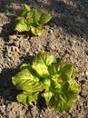 Green butter lettuce lactuca sativa young plants growing in vegetable garden Royalty Free Stock Photo