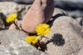 Butterbur flowers in spring sunshine growing between rocks Royalty Free Stock Photo