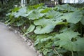 The Butterbur, a medicinal plant gowing wild in Ireland