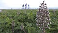 Butterbur Petasites hybridus Royalty Free Stock Photo