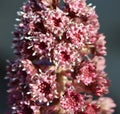 Butterbur (Petasites hybridus)