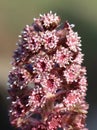 Butterbur (Petasites hybridus)