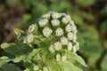 Butterbur shoot Royalty Free Stock Photo