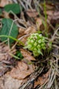 Butterbur with white flowers