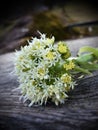 herbal medicine, national medicine, Naturopathy: white butterbur blossom Royalty Free Stock Photo